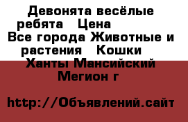 Девонята весёлые ребята › Цена ­ 25 000 - Все города Животные и растения » Кошки   . Ханты-Мансийский,Мегион г.